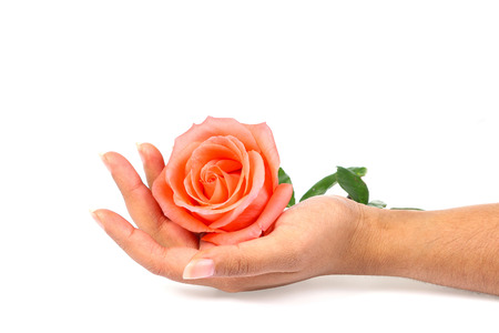 Hand holding orange roses isolate on whiteの写真素材
