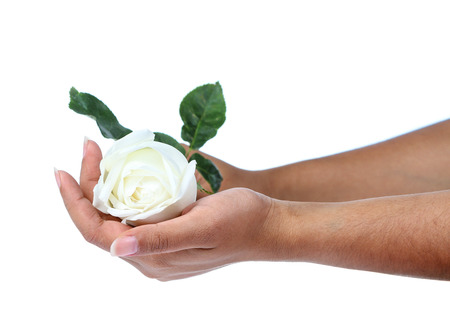 Hand holding white rose isolate on whiteの写真素材