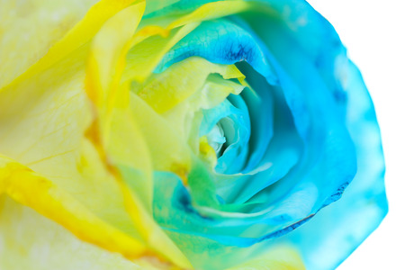 Beautiful  rose close upの写真素材