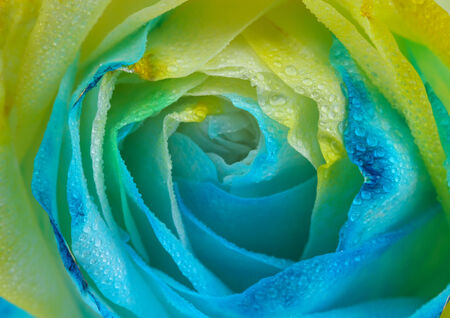 Beautiful  rose close upの写真素材