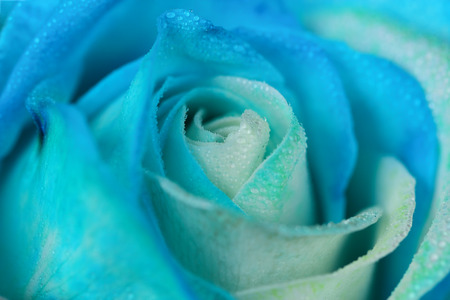 Beautiful  rose close upの写真素材