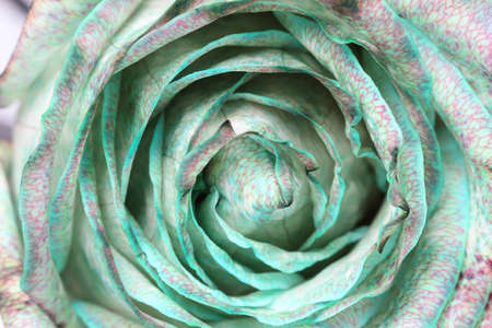 Beautiful  rose close upの写真素材