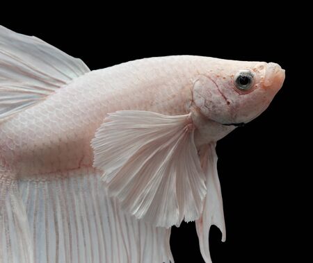 Betta big ear isolated on black background.の写真素材