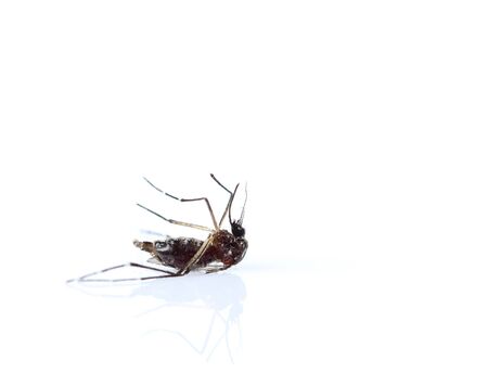 Mosquito isolated on white backgroundの写真素材