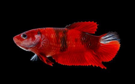 Betta fish, siamese fighting fish, betta splendens isolated on black backgroundの写真素材