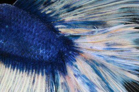 Texture of tail siamese fighting fish