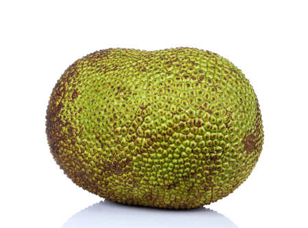 Jackfruit isolated on white backgroundの写真素材