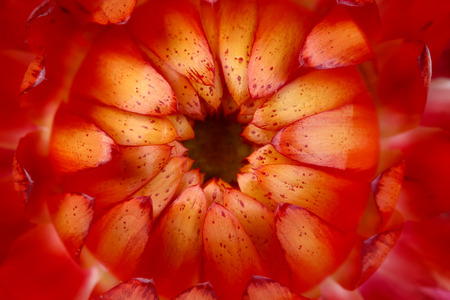 Everlasting or straw flowersの写真素材