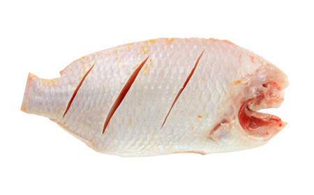 Nile or red tilapia, Oreochromis niloticus, isolated on white background.の写真素材