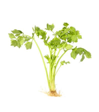 celery isolated on whiteの写真素材