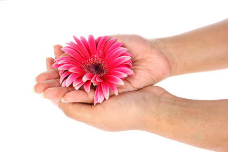 Woman hands holding pink flowerの写真素材