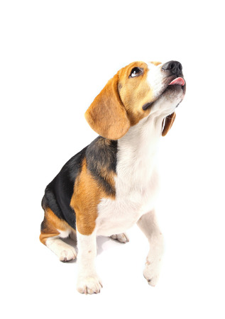 beagle dog isolated on white backgroundの写真素材