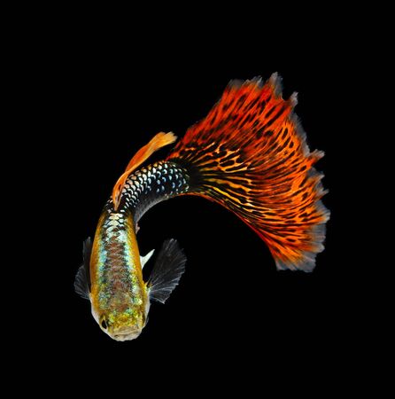 Guppy fish isolated on black background (Poecilia reticulata)の写真素材