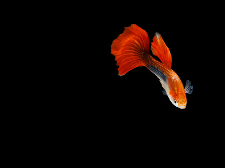 Guppy fish isolated on black background (Poecilia reticulata)の写真素材