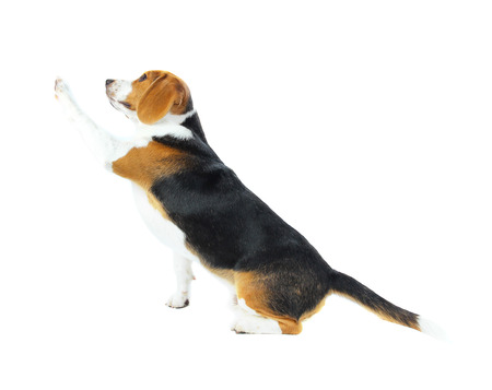 beagle dog isolated on white backgroundの写真素材
