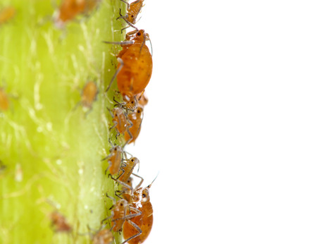 Aphids on the branch isolate on white