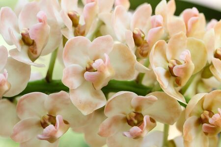 The species orchid (Rhynchostylis) of thailandの写真素材