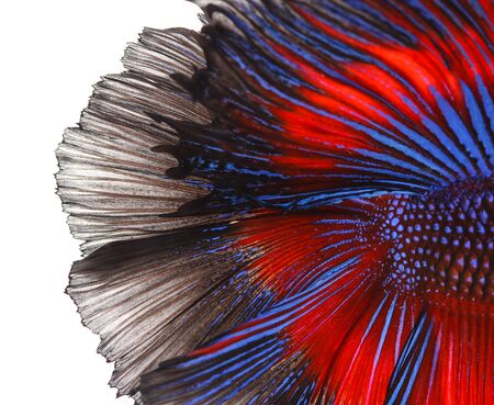 Texture of tail siamese fighting fish