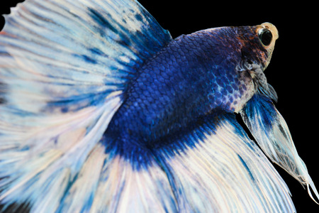 Betta fish, siamese fighting fish, betta splendens (Halfmoon betta)isolated on black background