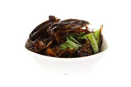 Fried crickets isolate on whiteの写真素材