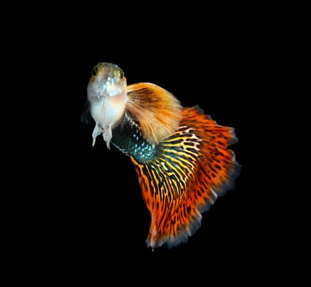 Guppy fish isolated on black background (Poecilia reticulata)の写真素材