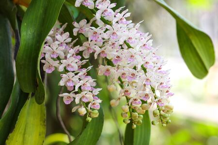 The species orchid (Rhynchostylis) of thailandの写真素材