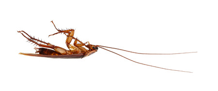 Cockroach isolate on white