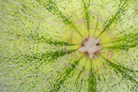 cantaloupe melon isolated on whiteの写真素材