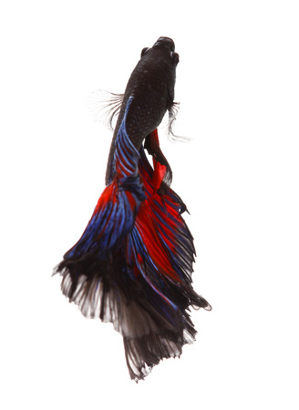 Betta fish, siamese fighting fish, betta splendens (Fullmoon betta)isolated on white backgroundの写真素材