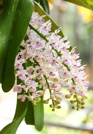The species orchid (Rhynchostylis) of thailandの写真素材