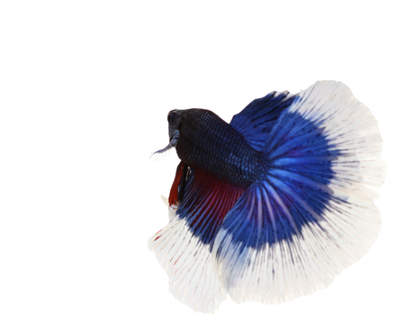 Betta fish, siamese fighting fish, betta splendens (Halfmoon betta)isolated on white backgroundの写真素材