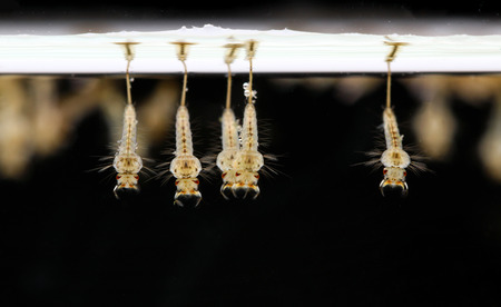 mosquito's larva on black backgroundの写真素材