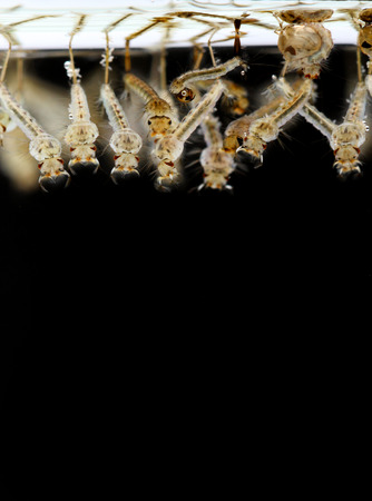 mosquito's larva on black backgroundの写真素材