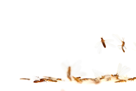 Winged Termite on whiteの写真素材