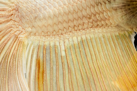 Texture of tail siamese fighting fishの写真素材
