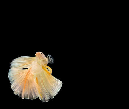 Betta fish, siamese fighting fish, betta splendens (Halfmoon betta)isolated on black background