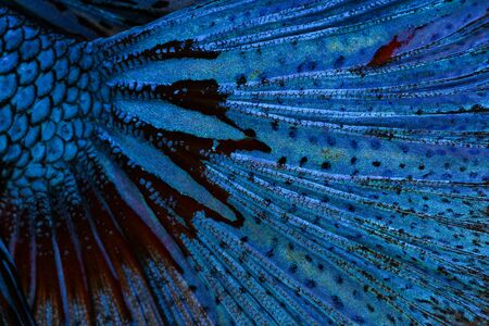 Texture of tail siamese fighting fishの写真素材
