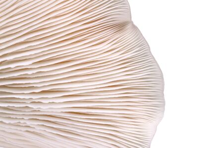 mushroom on white backgroundの写真素材