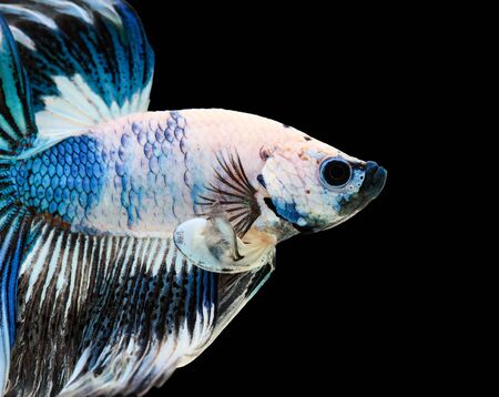 Betta fish, siamese fighting fish, betta splendens (Halfmoon betta
)isolated on black backgroundの写真素材