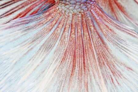 Texture of tail siamese fighting fishの写真素材