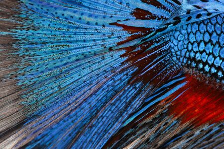 Texture of tail siamese fighting fishの写真素材