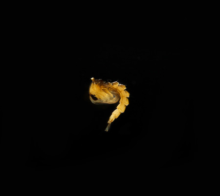 mosquito's larva on black backgroundの写真素材