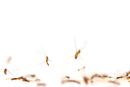 Winged Termite on whiteの写真素材