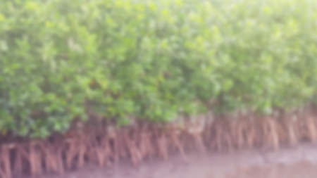 mangrove root in wetland blurred background conceptの写真素材