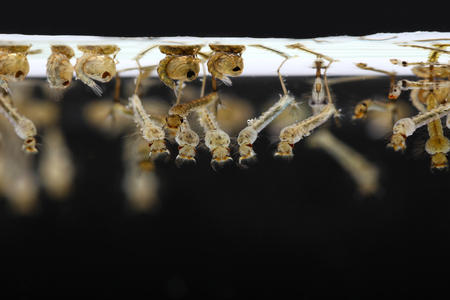 mosquito's larva on black backgroundの写真素材