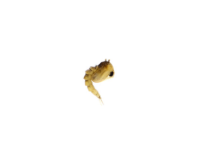 mosquito's larva on white background.の写真素材