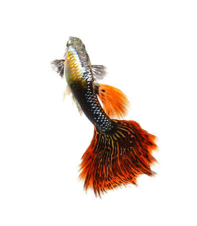 Guppy fish isolated on white background (Poecilia reticulata)の写真素材