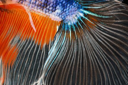 Texture of tail siamese fighting fishの写真素材
