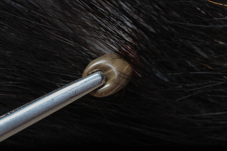 closeup of an adult tick on dog furの写真素材