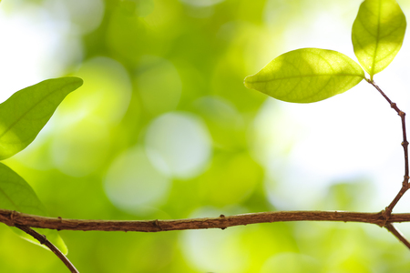 green leaves on the green backgroundsの写真素材